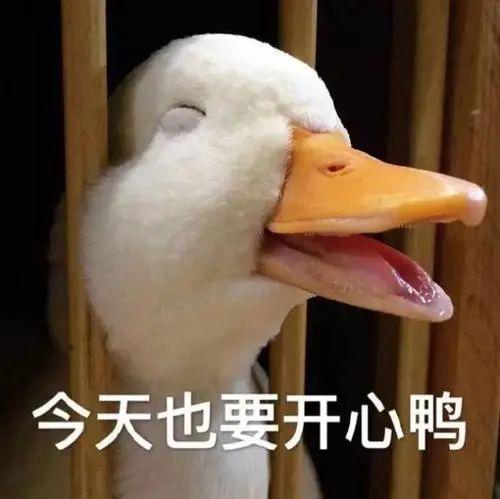 duck是什么意思，bear是什么意思（“duck”是鸭子）