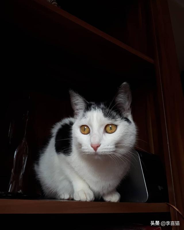 猫有九条命是真的吗，猫有九条命是真的吗蚂蚁庄园答案（铲屎官千万别抱着这种念头来养猫）