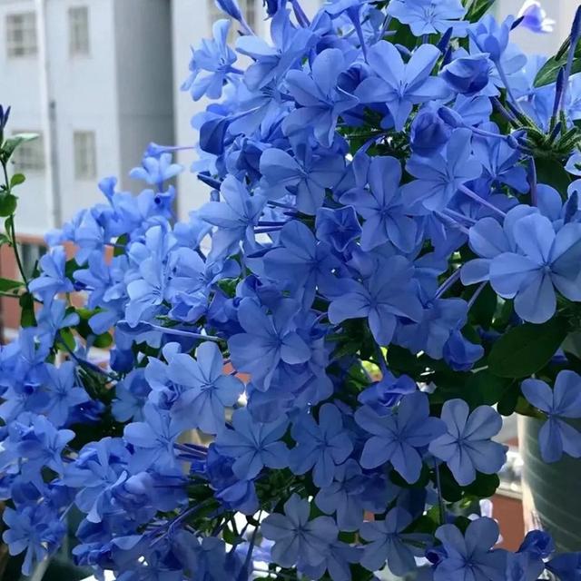 开蓝色花的花卉有哪些，15种蓝色的花卉