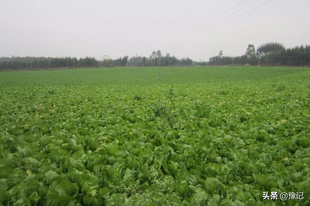 关于芥菜介绍，关于芥菜介绍的作文（但如今有些人看见它就害怕）