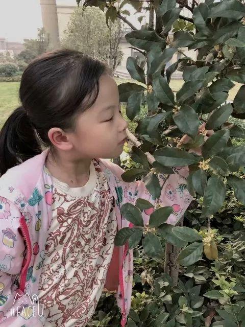 关于桂花的资料，桂花的资料（满园飘逸桂花香）