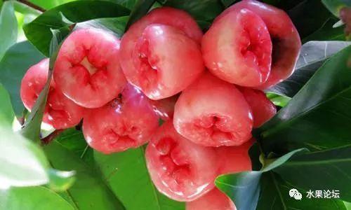 榴莲成熟的季节是几月，榴莲季节是哪几个月（夏季到冬季的水果成熟表来了）