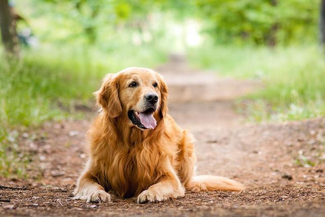 金毛犬的习性和可爱之处，位居最受欢迎狗狗前列