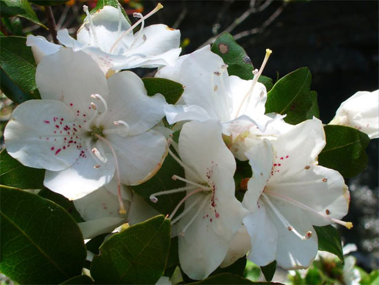 水仙花风信子有毒吗，水仙花风信子有毒吗能吃吗（避开这几种克星）