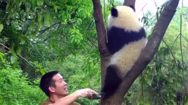 熊猫为什么喜欢抱大腿,熊猫抱大腿(大熊猫躲在树顶不回家) 熊猫为什么喜欢抱大腿,熊猫抱大腿(大熊猫躲在树顶不回家)