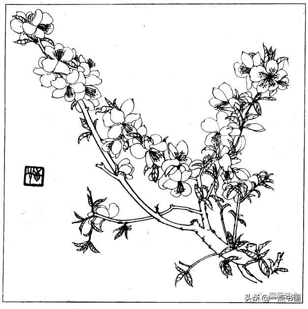 简笔画报花名：手绘铅笔画“白杜鹃花”画法，简笔画报花名（百花苑——白描百花分享<一>）