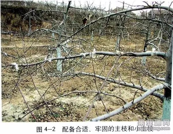 苹果树修剪技术，苹果树修剪技巧（苹果树“傻瓜式”修剪技术）