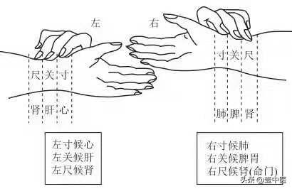 把脉入门必背口诀，把脉入门必学口诀（分享口诀，打开脉学迷宫的钥匙）