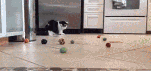 奶牛猫是什么品种，黑白猫跟奶牛猫怎么区分（都说别养奶牛猫）