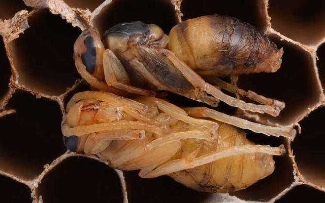 蜂蛹的功效与作用，蜂蛹的作用与功效是什么（蜂蛹的功效与作用及食用方法最新蜂蛹价格多少钱一斤）