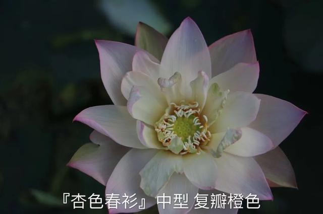 海尔芙拉的花期，海尔芙拉花苞（最能代表夏天的植物——碗莲、睡莲）