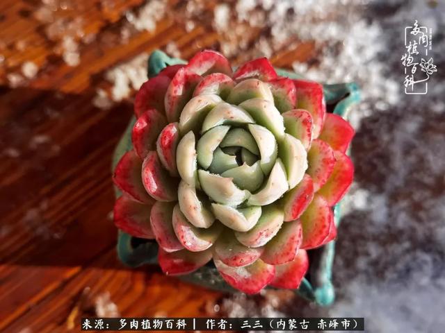 雪候鸟是什么意思，雪候鸟歌词表达什么意思（多肉于我从来不是锦上添花）