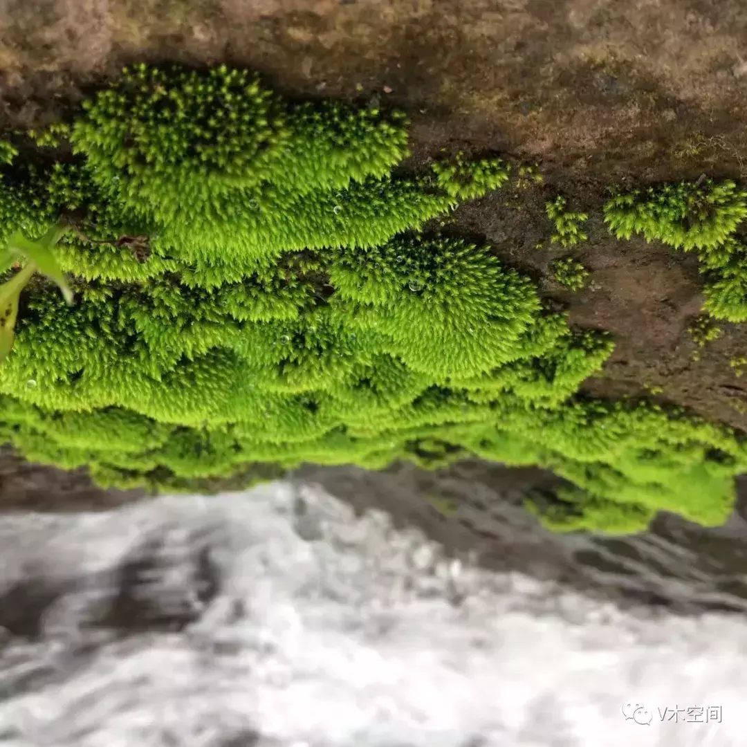 藓怎么组词，身边的苔藓植物——砂藓