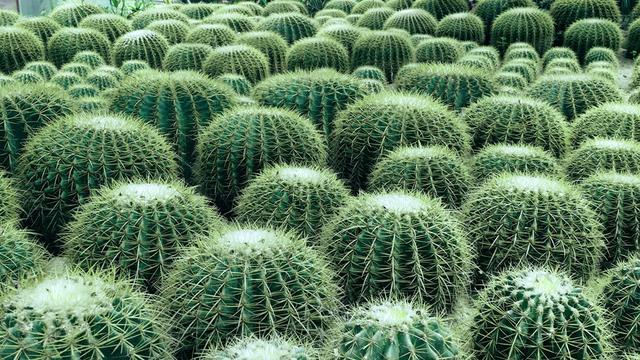 仙人球的介绍及特点，仙人球的主要特征（它的“小机关”你知道吗）