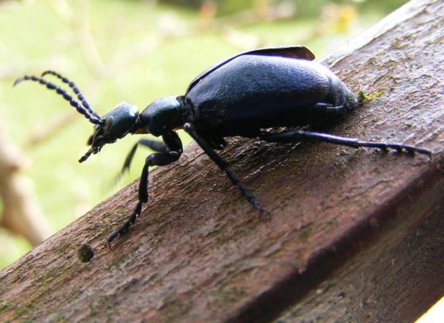 法布尔的资料简介，法布尔小传：为了死去的儿子