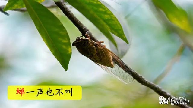 形容闪电的词语，描写闪电的四字词语（二年级下册语文课文16《雷雨》图文详解及同步练习）