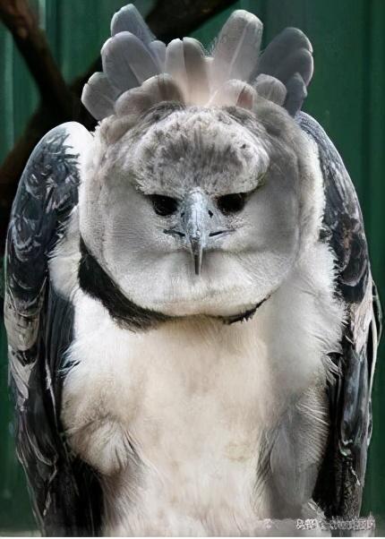 什么是角雕，角雕有什么特点（两只爪子拥有180斤力量）