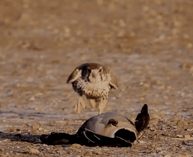 隼是什么鸟，生物演化史上的速度巅峰（隼是什么鸟吃什么食物）