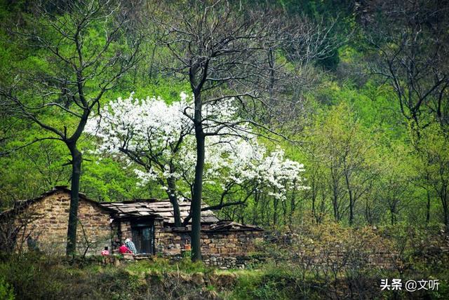 梦见芍药花什么意思，梦见好多芍药花开（随遇而安的肉身）