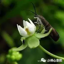 白牛胆的功效与作用，白牛胆的功效与作用禁忌（中药图片大全与功效）