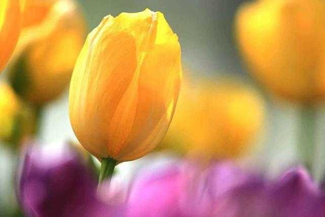 郁金香有毒吗 适合室内养吗，郁金香有毒吗（这3种“毒花”家里不要养）