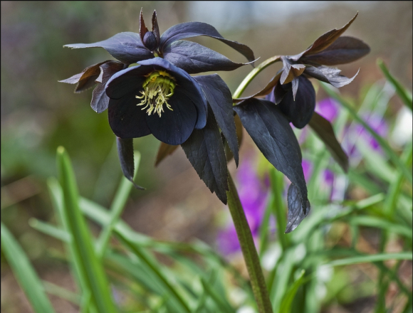 酱紫色是什么颜色，紫酱红是什么颜色（10种罕见的黑色花）