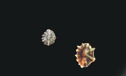 软体动物有哪些，软体类动物有哪些（从远古到现在外形几乎没变化）