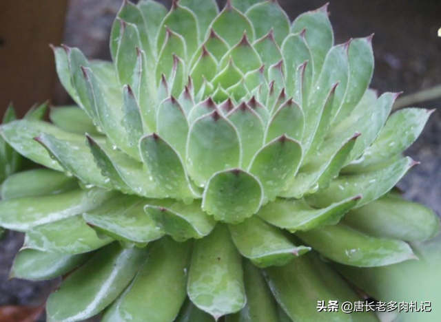 观音莲怎么养才能更大，也可以全部弄掉养成老桩