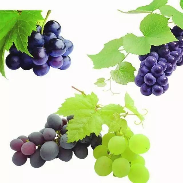 梨的简笔画图片，教你画水果梨子的简笔画（儿童水果简笔画教程大全）