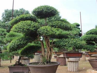 冬青的养殖方法和注意事项，冬青的养殖方法和注意事项玉树（直立冬青的养殖方法和注意事项）