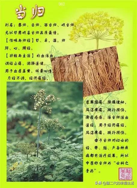 常见中草药图谱，中草药经典图谱（让你知道常用药都长啥样）