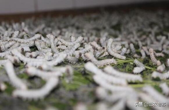 养蚕的方法和步骤，养蚕的方法（养蚕的新技术及方法）