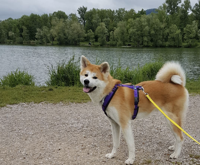 品种狗大全图片及名称图片，狗狗品种图片及名称（萌犬二十种，忠爱满世界）