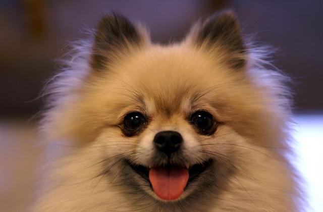 金丝熊打喷嚏怎么回事，金丝熊像打喷嚏一样是怎么回事（到底有没有呀<二>）