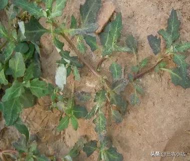 碱蓬菜的功效与作用，碱蓬的功效与作用（山野菜大全）