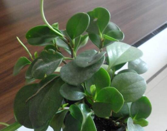 小家碧玉花，碧玉什么季节开花<春季盛开>（小家碧玉花）