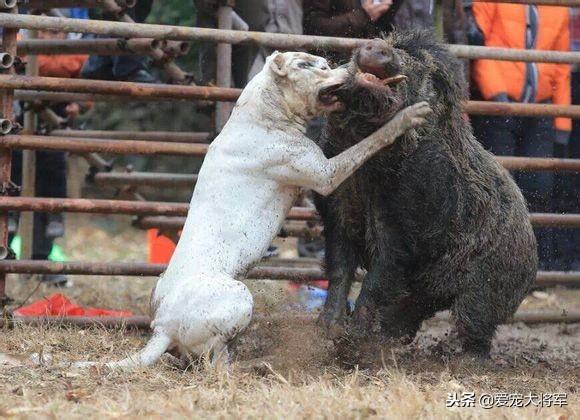 杜高犬打猎视频，最“老实”的6种狗狗（杜高单犬和野猪的黑白之战）