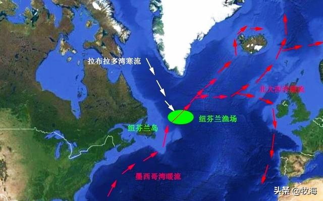 白金枪鱼是什么鱼，白金枪鱼和红金枪鱼哪个贵（天价蓝鳍金枪鱼及其背后的秘密）