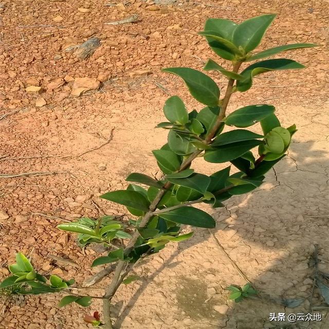 油茶树种植技术,油茶树的种植技术是什么(掌握抚育时间及方法)