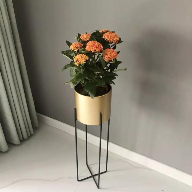 春夏秋冬四季什么花好看，这十种花几乎一年四季都开花