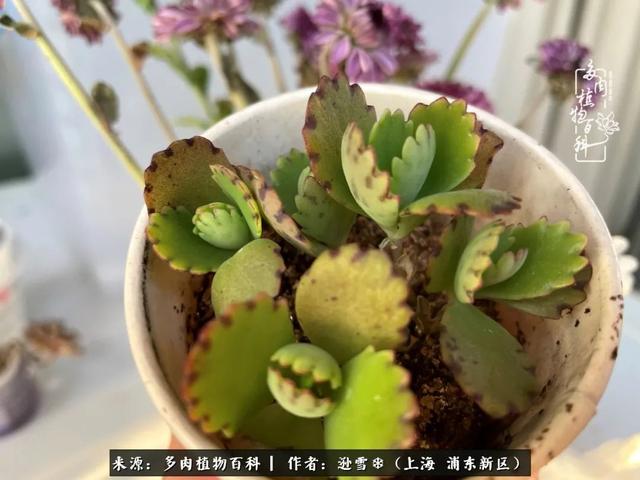 多肉植物图片，感恩相遇，余生相互关照（若绿多肉植物图片）