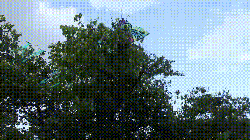 放风筝的三个基本步骤，放风筝的三个基本步骤过程（妈妈别插手让爸爸来）