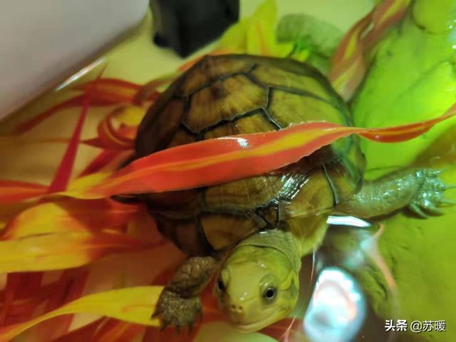 养三只乌龟有讲究，养龟为什么不能养一只（2个角度10个方面帮你解答疑惑）