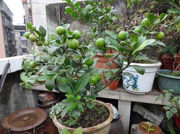 栀子花种子的种植方法和时间，栀子花种植方法（1种“水果核”别扔）