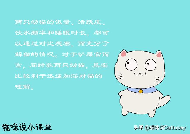 家里养了两只猫，总是打架怎么办（同时养2只幼猫的利弊）