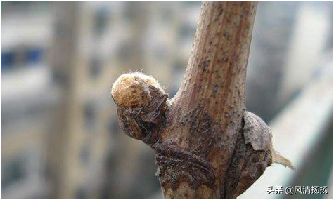 大绒球怎么种植，绒球花怎么种（葡萄全程种植管理、施肥方案）