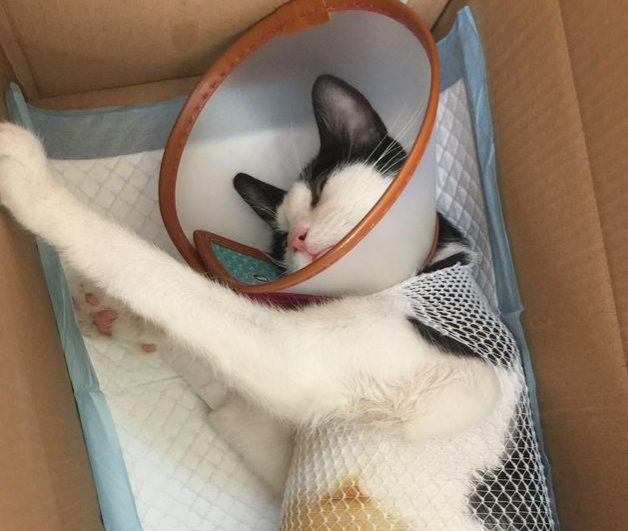 狗狗被阉他自己知道吗，狗狗绝育后会不会性情大变（给宠物做了绝育，它会不会知道）