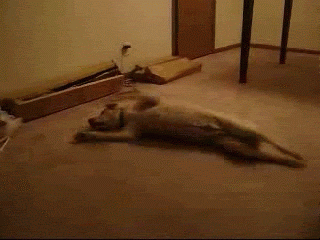 梦见杀了猫是什么意思，梦见杀了猫是什么意思啊（会梦到铲屎官吗）