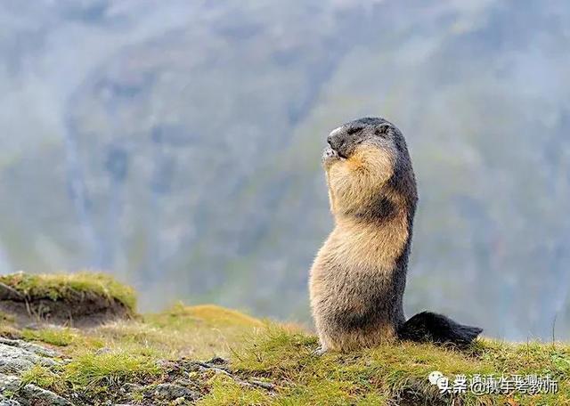 水獭是什么,"獭"怎么读(水塔是什么样子)