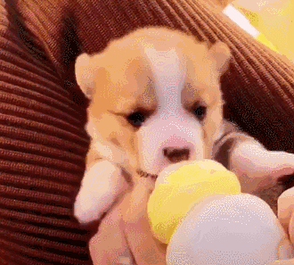 狗狗不能吃的东西，狗狗十大不能吃的食物（这些东西千万不要给狗狗吃）